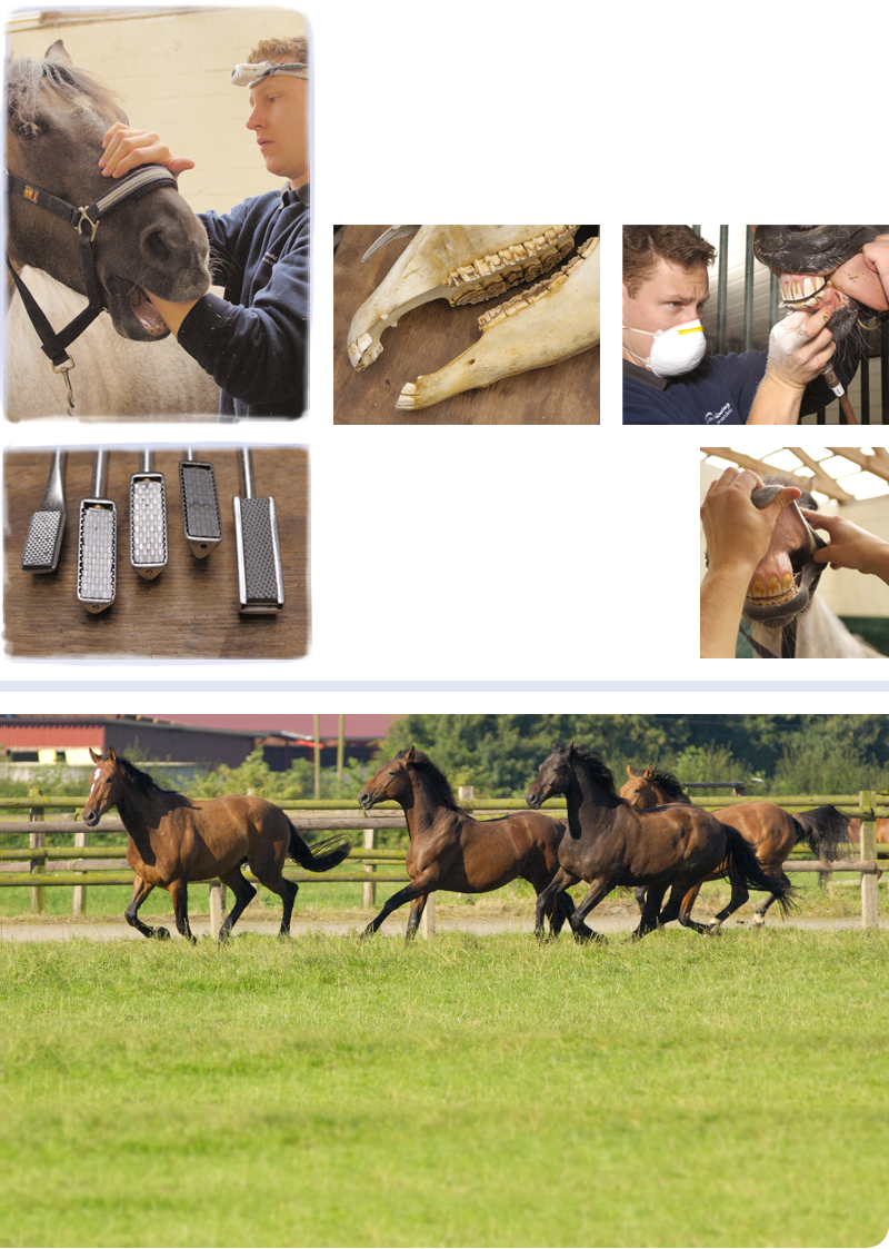 Mehrere Fotos von Pferdegebissen während der Behandlung
